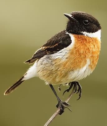 Pŕhľaviar čiernohlavý (Saxicola rubicola) slnečné, suché pôdy POČET