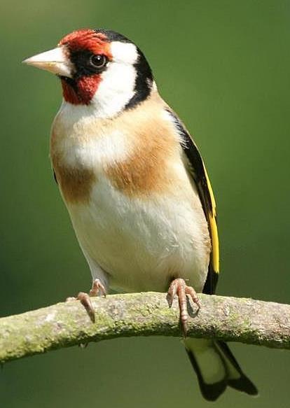 Stehlík pestrý (Carduelis carduelis) lesy, lúky, pasienky POČET NA SLOVENSKU