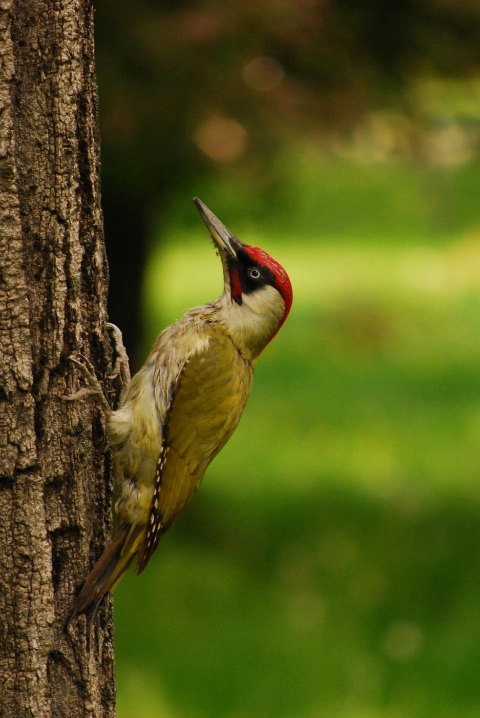 Žlna zelená (Picus viridis) svetlé lesy, parky, ovocné sady POČET NA