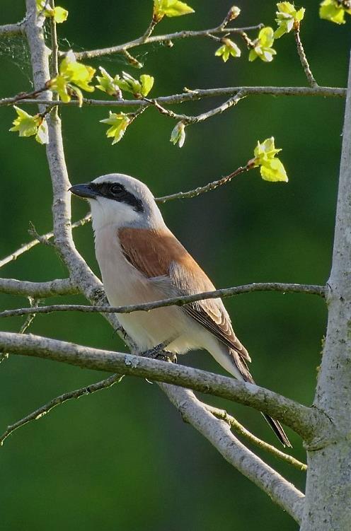 Penica čiernohlavá (Sylvia atricapilla) parky, záhrady POČET