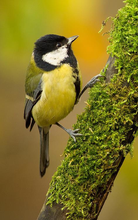 Sýkorka bielolíca (Parus major) všetky druhy lesov záhrady, parky POČET NA SLOVENSKU 1 500 000 3 000 000 sýkorkovité hmyz semená