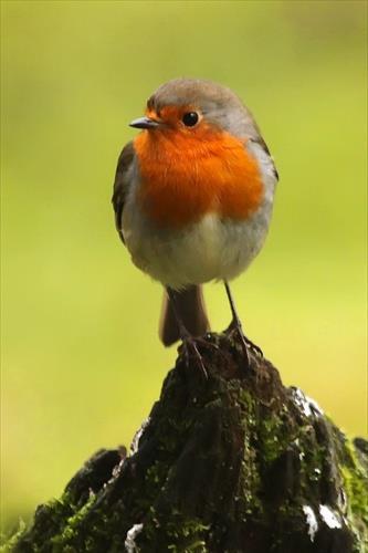Slávik červienka (Erithacus rubecula) listnaté, zmiešané lesy POČET NA