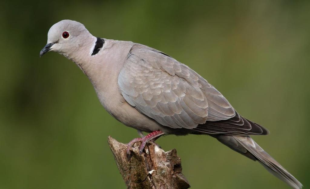 Hrdlička záhradná (Streptopelia decaocto) záhrady, sady, parky POČET NA
