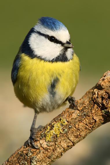 Sýkorka belasá (Cyanistes caeruleus) listnaté lesy parky a sady POČET NA SLOVENSKU 700 000 1 400 000