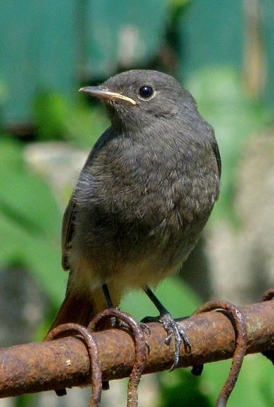 Žltochvost domový (Phoenicurus ochruros) skalné štrbiny dutiny v zemi POČET NA SLOVENSKU