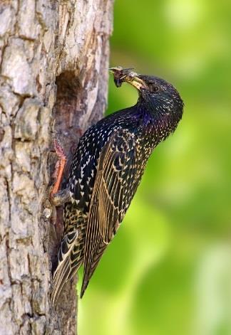 Škorec lesklý (Sturnus vulgaris) okraje lesov, lúky POČET NA SLOVENSKU