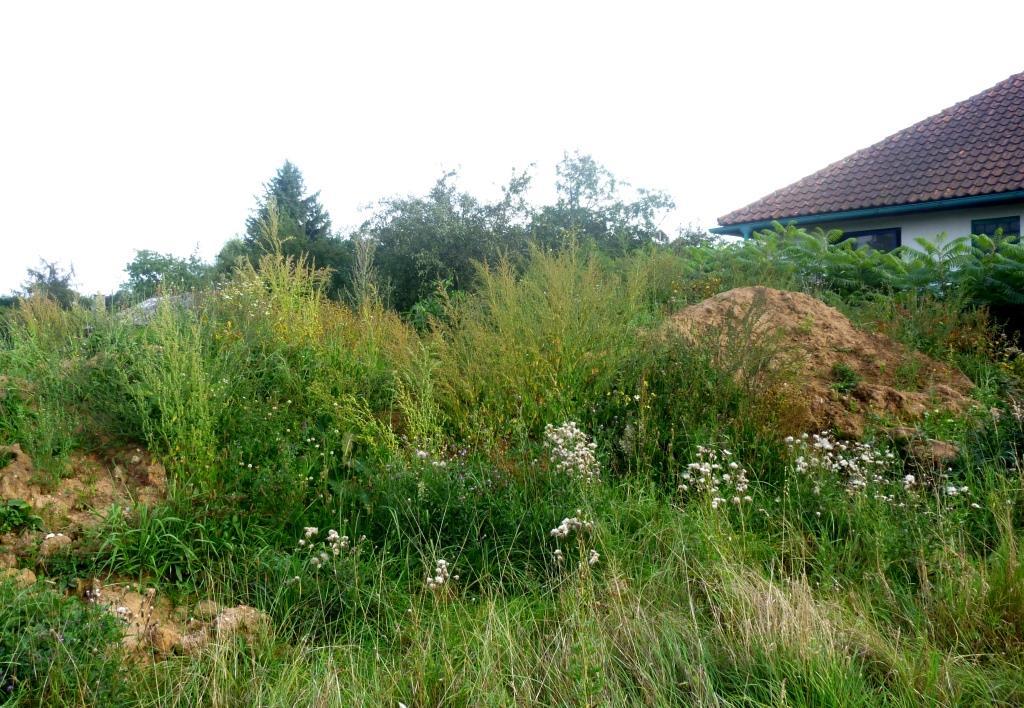 7b - Třída Plantaginetea majoris, porosty v zámkových dlažbách Tento biotop zastupují na studovaném území mechy rohozub nachový (Ceratodon purpureum) a rourkatec obecný (Syntrichia ruralis).