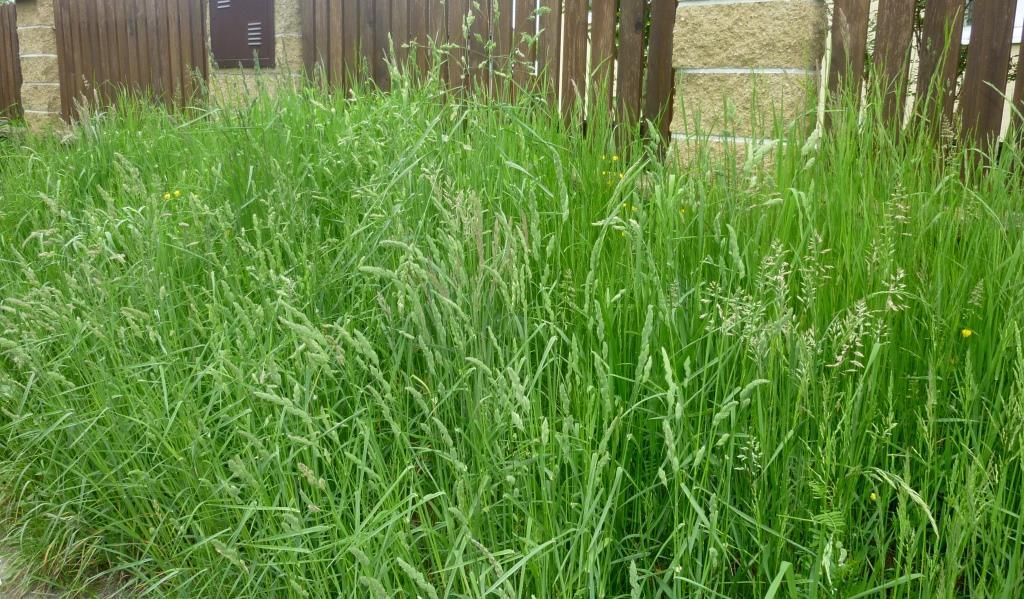 (Polygonum aviculare) a lipnice roční (Poa annua). Tento biotop byl hojně zastoupen na všech mapových listech studovaného území.