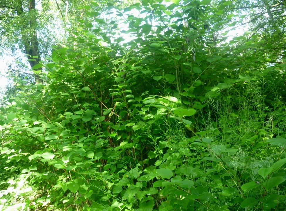 Obr. 17: Porost křídlatky japonské (Reynoutria japonica) na území mapového listu Plzeň 8-7/3 poblíž tohu řeky Úhlavy (foto: autor) Škumpa orobincová (Rhus typhina) tento druh z čeledi