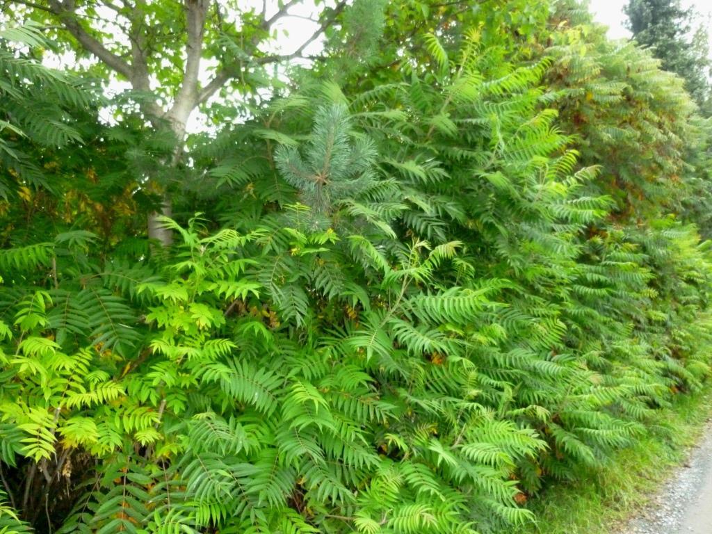 Obr. 18: Škumpa orobincová (Rhus typhina) v ulici Zářivá, mapový list Plzeň 8-7/3. Lze vidět hojné výmladky v dolní části obrázku (foto: autor).