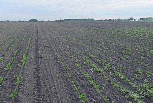 jún 2012 Poistenie porastov cukrovej repy v sezóne 2012 Poistenie nákladov na pestovanie cukrovej repy pokračuje aj v sezóne 2012.