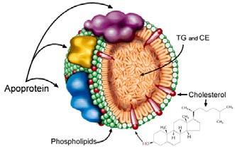 Lipoproteiny lipoproteiny = makromolekulární komplexy (částice) skládajících se z proteinu (= apolipoproteiny a enzymy) strukturální integrita, vazba na receptory, výměna lipidů lipidů (CH, CHE, TAG,