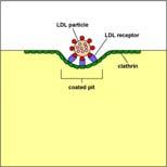 (dietní) VLDL, IDL a LDL (endogenní syntéza v játrech) 18 HDL (reverzní transport CH) Regulace syntézy CH cca 75% CH v plazmě pochází z endogenní syntézy v játrech biosyntéza CH je extrémně komplexní
