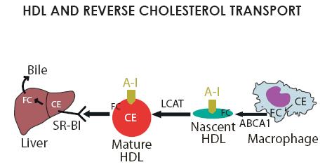 ) a postupně se tak mění na částice bohaté na cholesterol (1) pasivnídifuzí bidirekcionální (2) scavengerovým receptorem typu B-I (SR-BI) bidirekcionální (3) transportérem-facilitovaný proces -