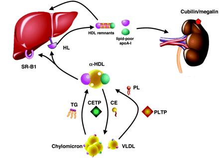 Reverzní transport CH - shrnutí (4) katabolismus HDL částic HDL a jejich CH jsou vychytávány v játrech, ledvině a steroidogenních tkáních 2 procesy: (1) selektivní odstranění CH a CHE (v menší míře