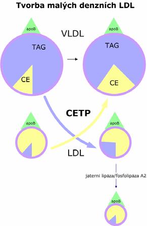 cirkulace játry a ledvinou (3) rychlostí esterifikace CH ( LCAT/ CETP) (4) účinkem lipáz (jaterní, LPL) variabilní obsah TAG ovlivňuje rychlost clearance HDL hypertag zvyšuje katabolismus HDL!