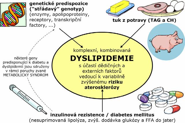 aktivace LPL inhibice HSL inhibice oxidace MK (+ ketogeneze) a tvorby TAG a VLDL v játrech u diabetu v důsledku deficitu inzulinu (T1DM) nebo rezistence (T2DM) tento efekt chybí, resp.