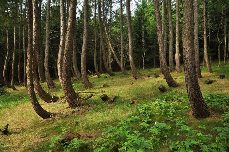 9. Změny ve vegetačním pokryvu, protože kořeny stromů udržují stabilitu svahu a odčerpávají část podzemní vody. Stabilita svahu může být narušena jejich pokácením. 1.