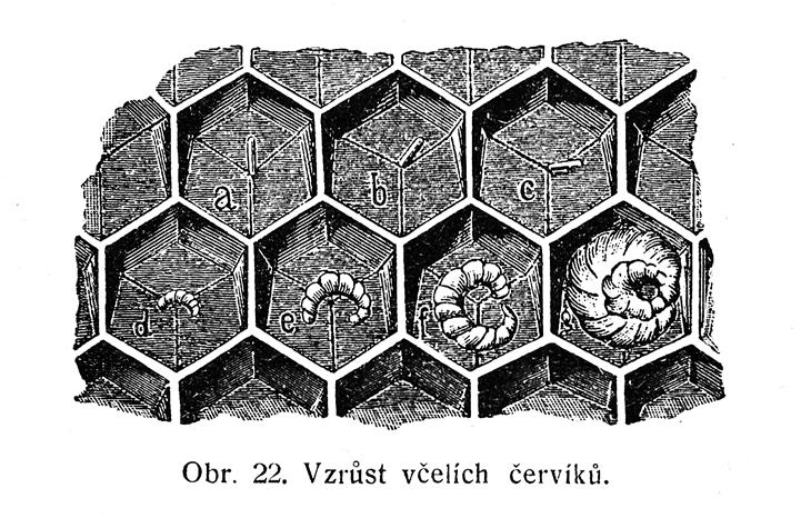 Historie Soubor vědomostí týkajících se chovu včely medonosné VČELAŘOVA ČÍTANKA VIII. Na základě THE ABC OF BEE-CULTURE BY A. I.