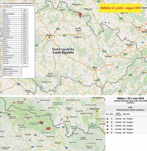 vysokých dávkach môže byť sám patogénom a tiež spôsobuje ostro kyslý zápach mŕtvych lariev. Typické a atypické kmene M. plutonius V roku 2012 Arai a kol. preukázali prítomnosť atypického kmeňa M.