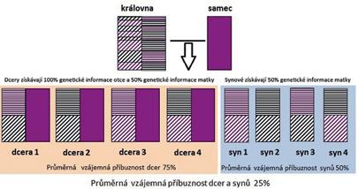 Volně žijící včely část VII. Vznik a vývoj eusociality rodina a příbuzenský výběr Dělnice vosy útočné strážící vchod hnízda. Foto: Gideon Pisanty, CC BY 3.