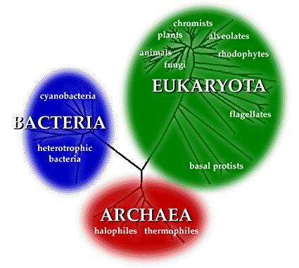 Woese et al.