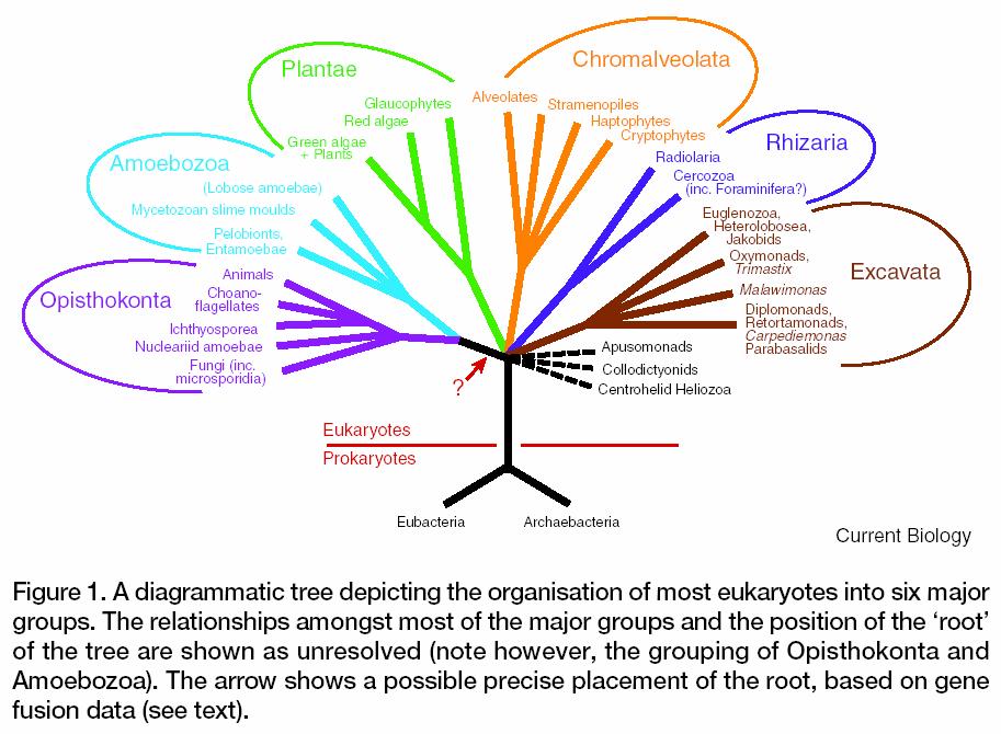Současný pohled na fylogenezi eukaryot * bikonta