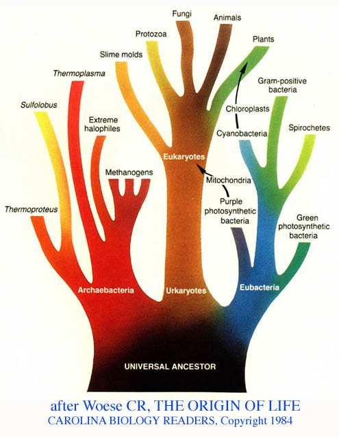 Relationships between 16S