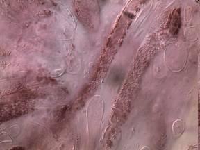 pileocystidy na klobouku dermatocystidy na povrchu plodnice (nikoliv v hymeniu) podle umístění v hymeniu: pleurocystidy na