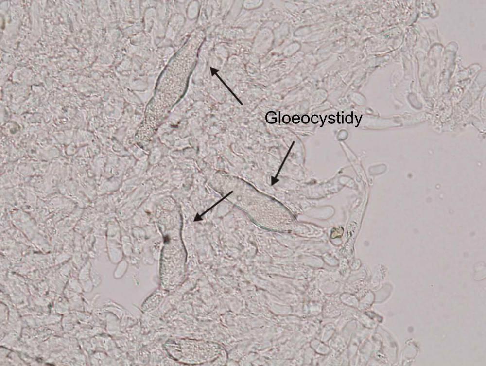 základní mikroznaky bazidiomycetů cystidy - dělení podle charakteristických vlastností: leptocystidy tenkostěnné