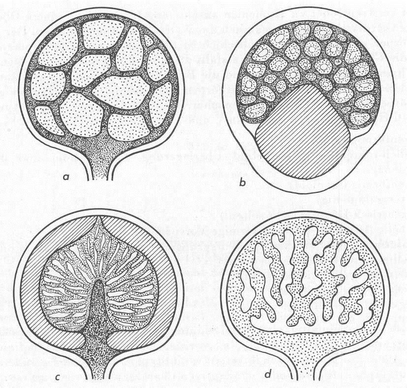 břichatky povrch plodnice - okrovka (peridie) uvnitř různě organizovaný teřich (gleba), v němž