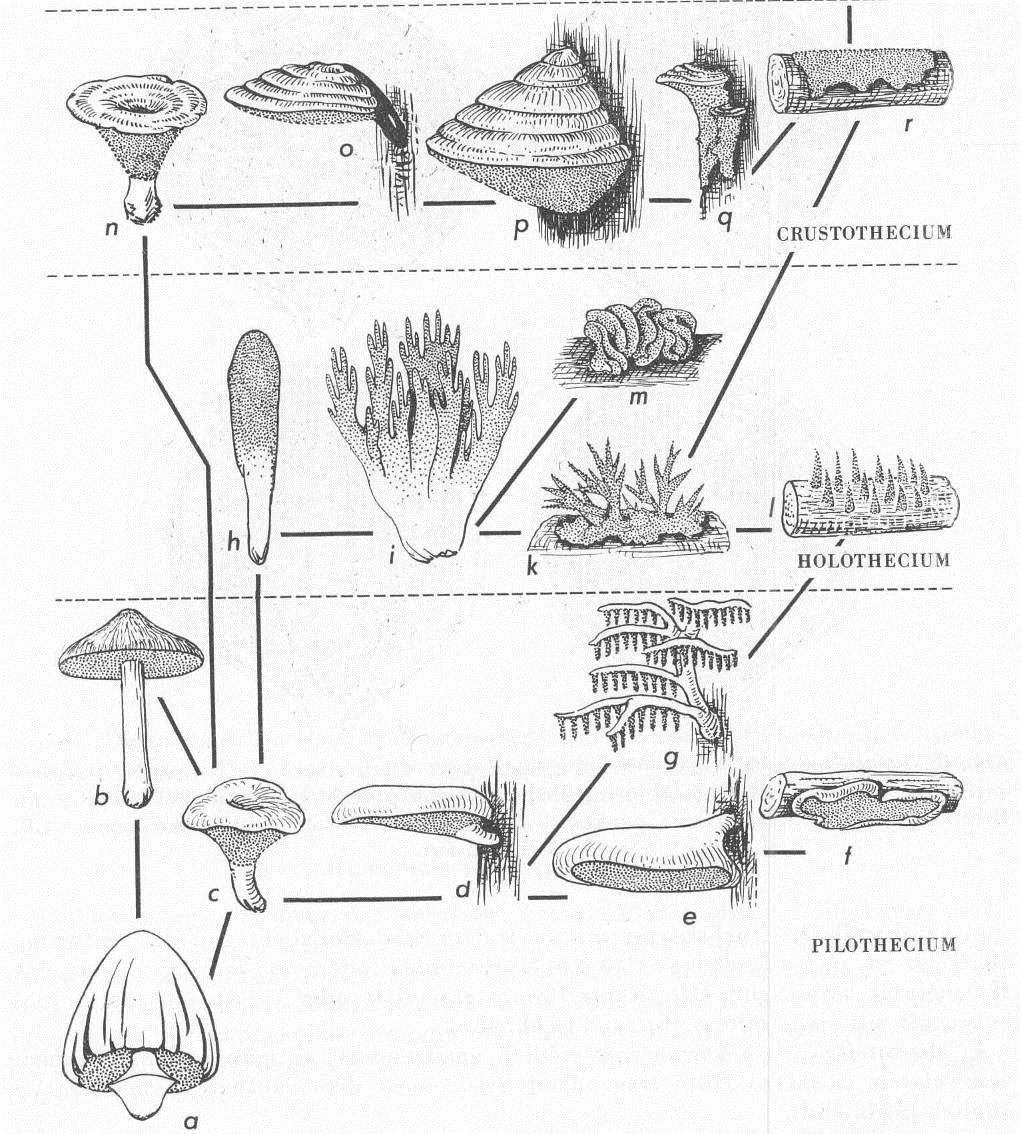 základní makroznaky bazidiomycetů základní typy plodnic rouškatých hub: krustothecium (plodnice s postupným vývojem - přirůstající, jedno- nebo častěji víceletá): hydneloidní, ganodermatiodní,