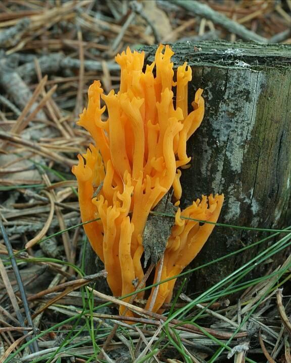 rosolovkovité houby - znaky zbarvení