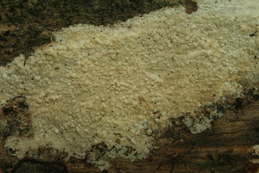 Russulales Gloeohypochnicium analogum kornatec žápašný tlusté rozlité hrbolkaté