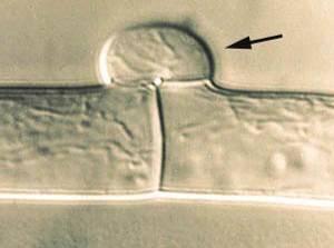základní mikroznaky bazidiomycetů plodnice - plektenchymatická nepravá pletiva (prosenchym, pseudoparenchym) tvořena