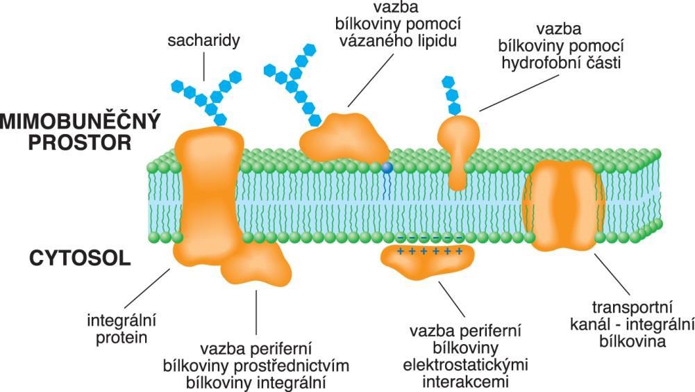 Membránové bílkoviny