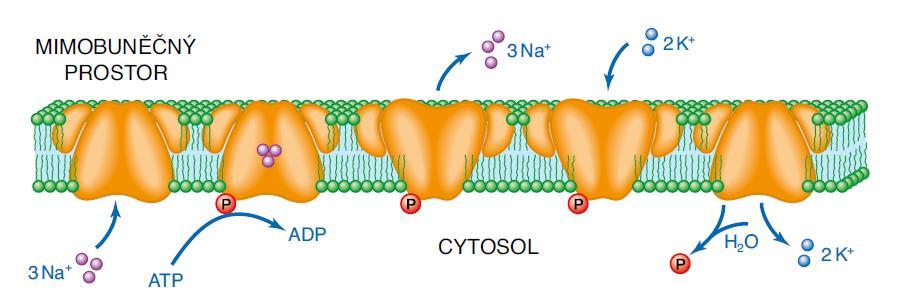 Membránový transport aktivní Příklad: Energie