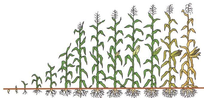 Talisma EC 1 3% skladištní škůdci Kukuřice Silwet Star 0,05-0,15 l/ha adjuvant ke zvýšení adsorpce účinné látky (vyšší účinek herbicidů, fungicidů a insekticidů) Atonik 0,6 l/ha podpora růstu za