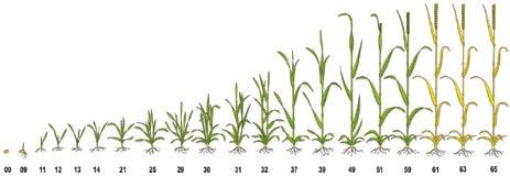 Mísitelnost Vertico je mísitelné s běžně používanými fungicidy, herbicidy, insekticidy I připadně regulátory růstu na bázi CCC. V případě tankmixu s hnojivy, je třeba Vertico přidat jako první.