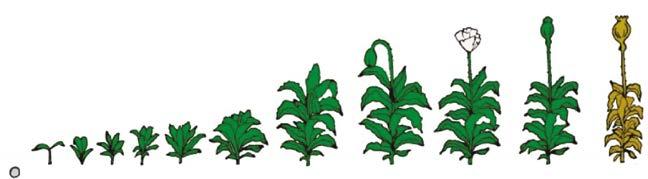 Mák setý Silwet Star 0,1 l/ha adjuvant ke zvýšení účinku herbicidů, fungicidů, insekticidů Pantera QT 1,0-1,5 - jednoleté trávy 2,25 l/ha - pýr Elastiq Ultra 0,8 l/ha omezení ztrát při sklizni