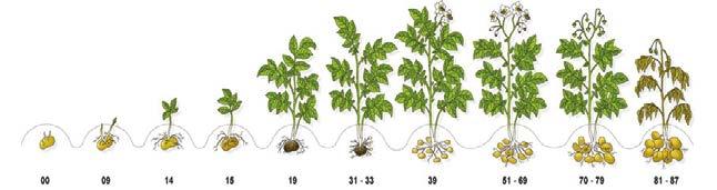 Brambory Silwet Star 0,1 l/ha adjuvant ke zvýšení účinku fungicidů Atonik 2 x 0,5 l/ha vyrovnanost hlíz, nárůst výnosu Samppi 0,5 1 l/ha doplnění živin a energie InCa 1,5 l/ha zlepšení kvality hlíz,