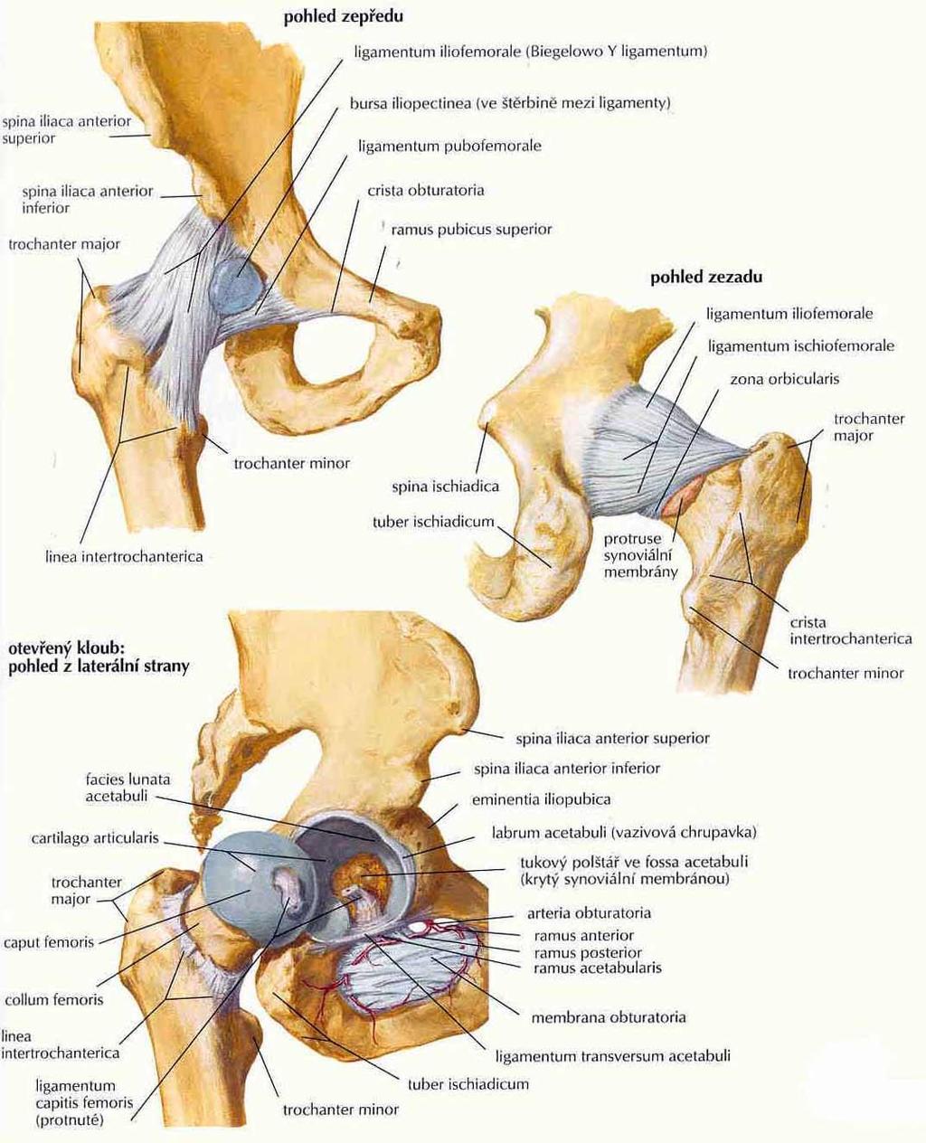 Obrázek 1 Anatomie kyčelního kloubu (Vaněk, 2013) 2.1.2 Svaly kyčelního kloubu Svaly kyčelního kloubu neboli musculi coxae, se rozdělují do dvou skupin na přední a zadní.