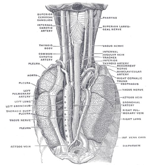 v průchodu mezi AORTA DESCENDENS a BRONCHUS PRINCIPALIS SINISTER v průchodu skrze bránici Části jícnu G1030 PARS CERVICALIS asi 5 cm po úroveň přechodu Th2 Th3 PARS THORACICA nejdelší část,