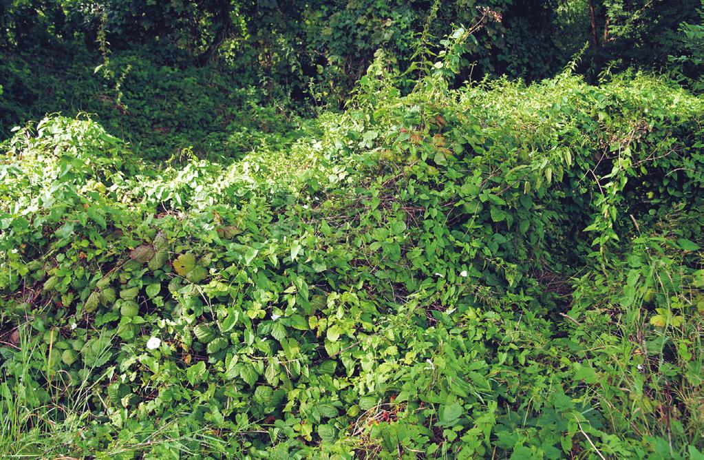 Nitrofilní vytrvalá vegetace vlhkých a mezických stanovišť (Galio-Urticetea) Obr. 155. Cuscuto europaeae-calystegietum sepium.