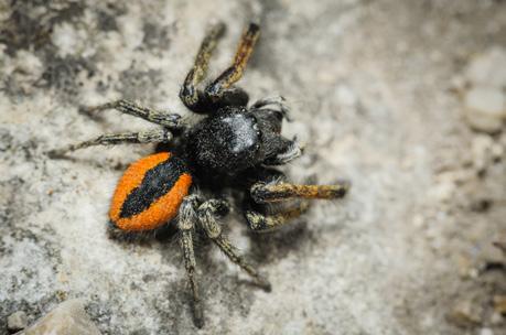 Arctosa maculata Atypus muralis Philaeus chrysops Slíďák skvrnitý (Arctosa maculata) CS ohrožený (EN) Nápadný slíďák, vázaný svým výskytem na přirozená koryta řek s pravidelně