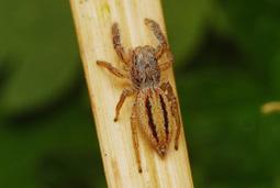 Na vegetaci rašelinných luk spřádá typické kruhové sítě nápadně zbarvený křižák načervenalý (Araneus alsine ).