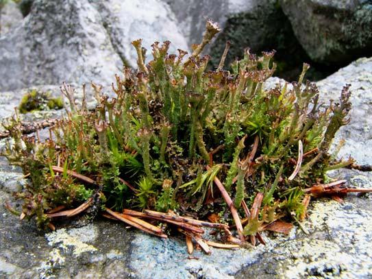 Cladonia gracilis Jedná se o běžný druh se širokou ekologickou amplitudou a také velkou schopností kompetice, roste často na zarostlých sutích i na osluněných silikátových skalách.