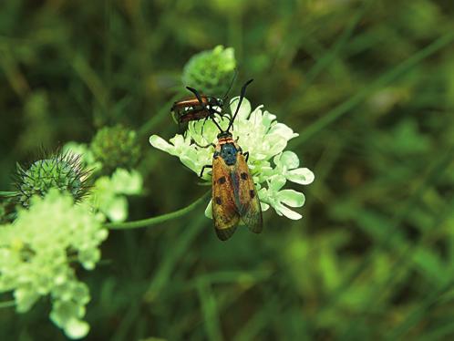 Box 4 Zajímavé entomologické nálezy Vřetenuška pozdní; vlevo housenka, vpravo dospělec Blanokřídlí (Hymenoptera) Lasioglossum convexiusculum (Sc h n ec k, 1853) jediný recentní nález z posledních 50