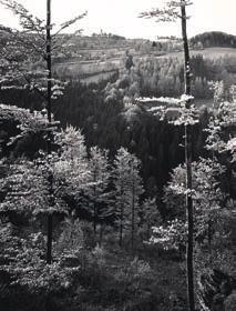 2009 Zátiší 1984, vintage gelatin silver print, 23 17 cm, vzadu opatřeno razítkem