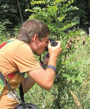 Realizace ZP a PP a jejich aktualizace Hnědásek osikový (Euphydryas maturna) Rozšíření v ČR: Dománovický a k němu přilehlý Žiželický les